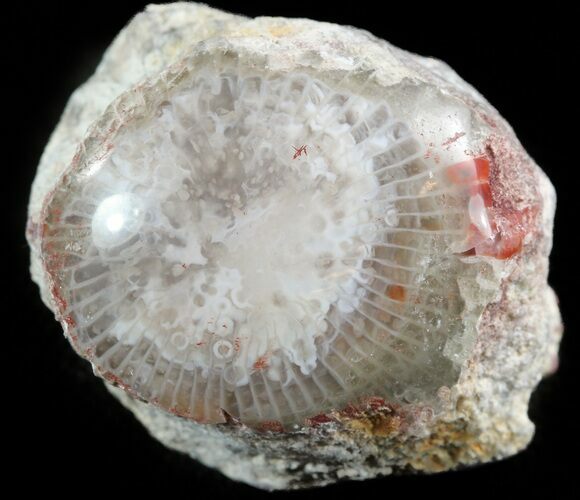 Pennsylvanian Aged Red Agatized Horn Coral - Utah #46740